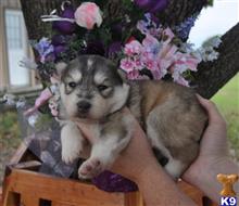 siberian husky puppy posted by Beverly McHargue